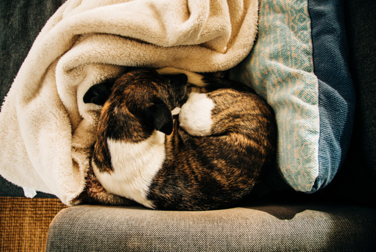 An overhead shot shows a dog nested into a blanket on a lounge chair. The dog has brindle and white-coloured fur.
