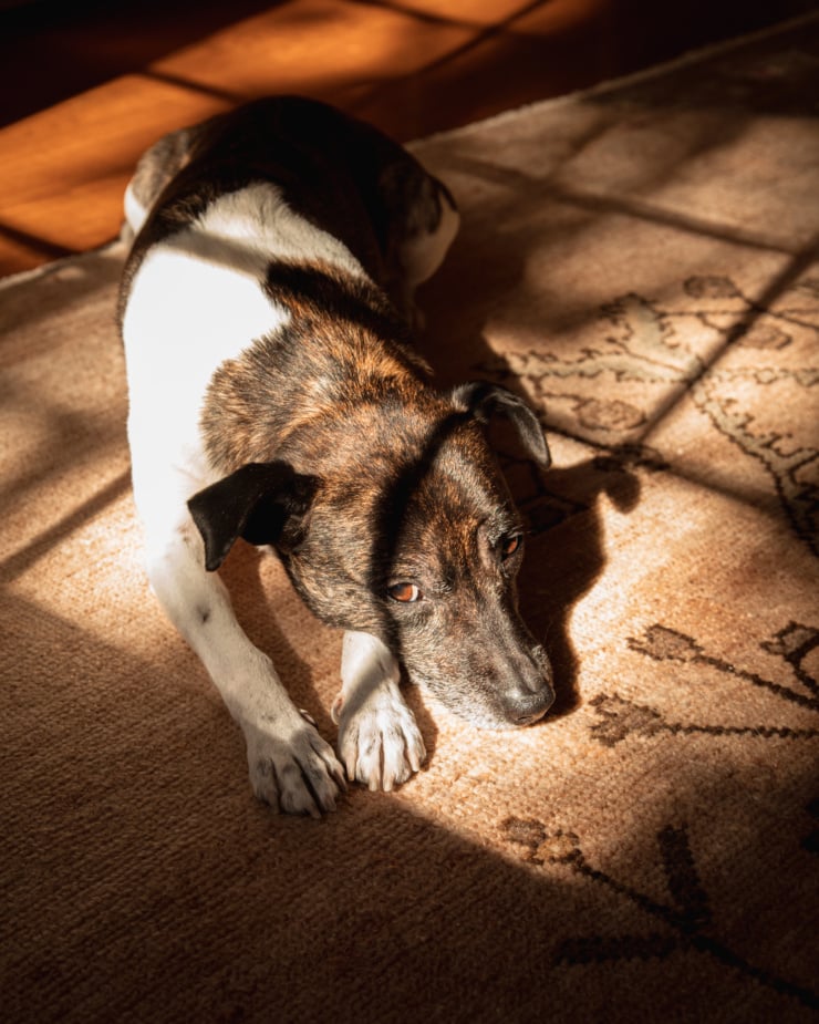 A slight 3/4 angle image shows a white and brindle jack russell mix dog laying in the sun on a pink carpet, looking at the camera.