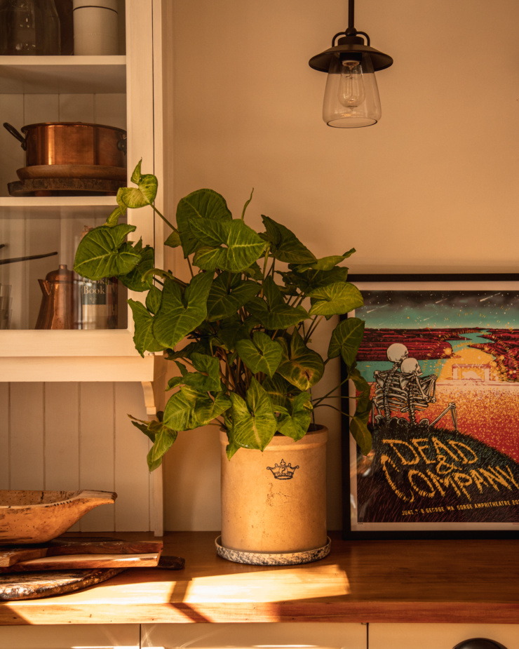 A head on shot shows a huge ivy-like plant in a vintage crock set atop a dining room counter. A Dead & Company poster in a frame leans on the wall to the side.