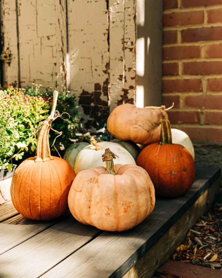 A head on shot of different coloured pumpkins with an antique cabinet featuring chipped paint in the background.