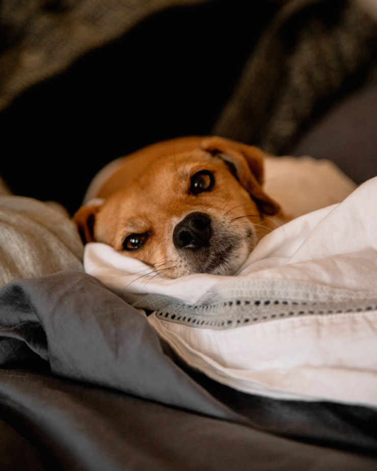 A head on shot of a sleepy dog's face on some folded over blankets.