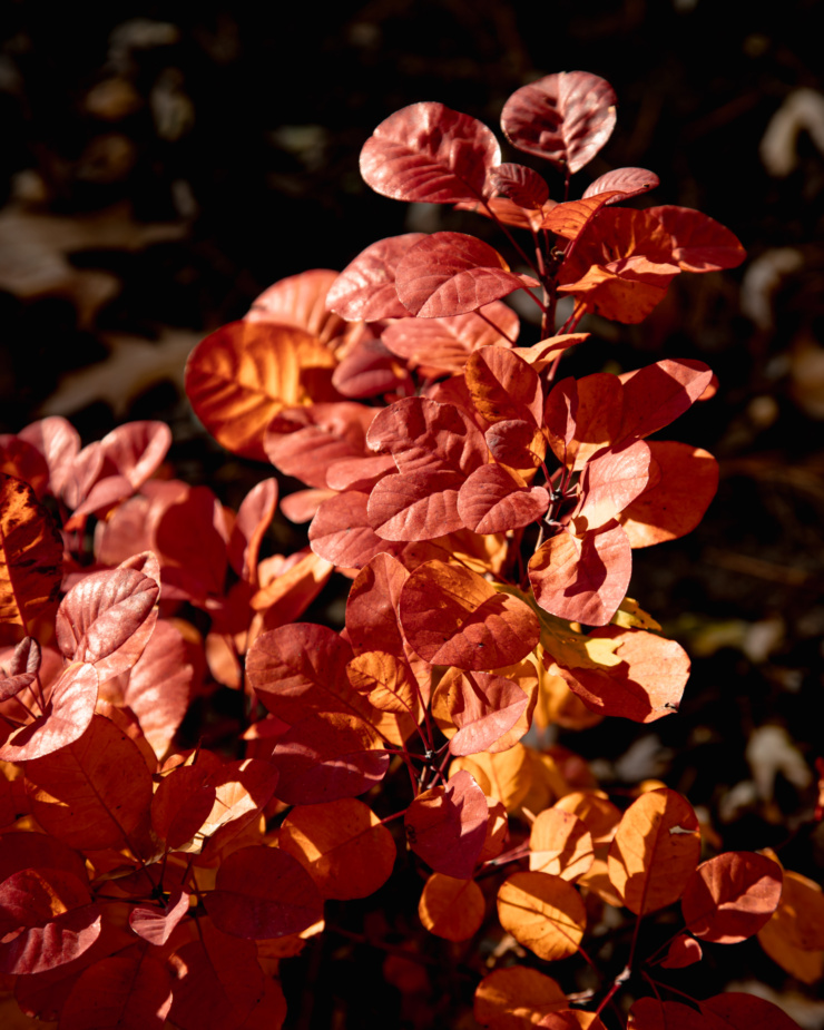 A head on shot of a bright red and orange-leaved shrub in direct sunlight.