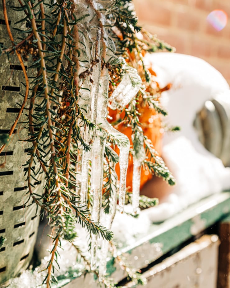 A head-on shot of a potted sedum, some of the leaves/branches are encased in ice and glistening from being backlit by bright sun.