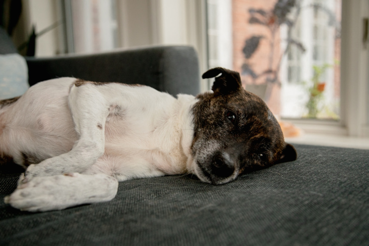 A head-on shot shows a brindle and white dog laying on its side on a reclining chair. The dog is looking right into the camera.