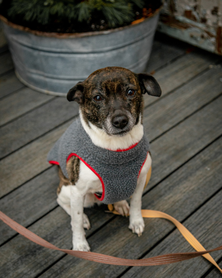 A 3/4 angle shot of a medium-sized brindle and white dog looking directly at the camera. The dog is wearing a grey fleece jacket with red piping. The photo is taken outside.