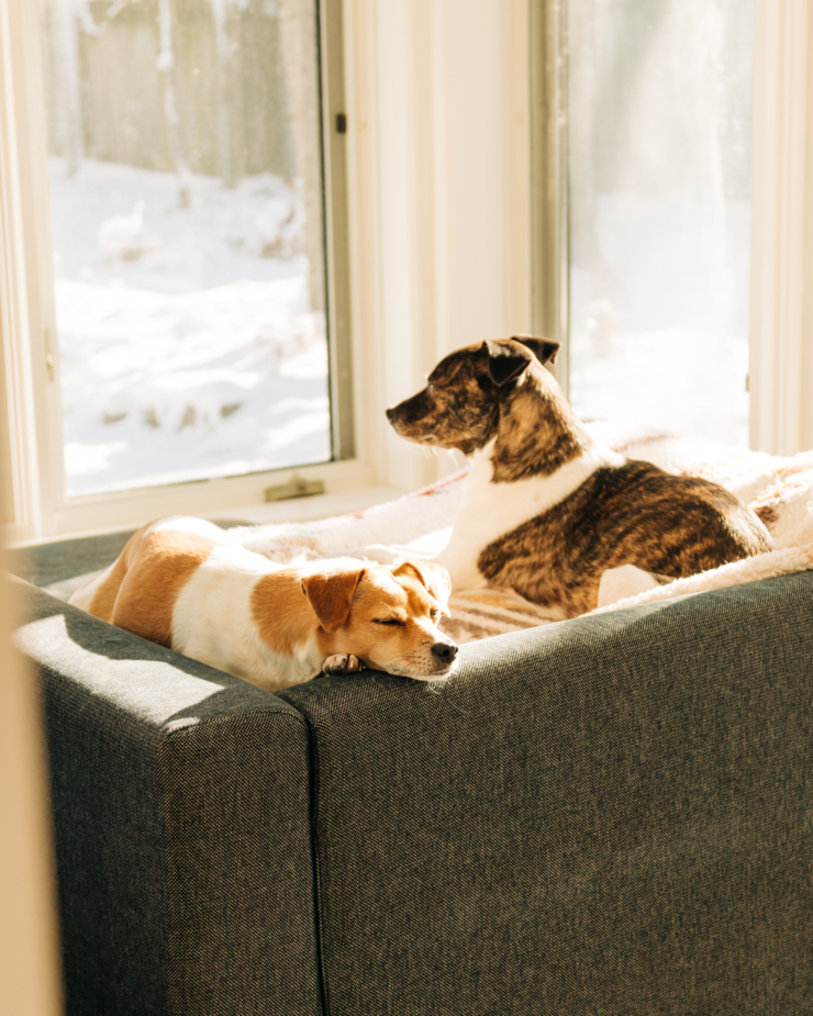 Image shows two dogs laying in the sun on top of an arm chair. A blanket is laid down where they are. One dog is sleeping while the other is looking out a window.