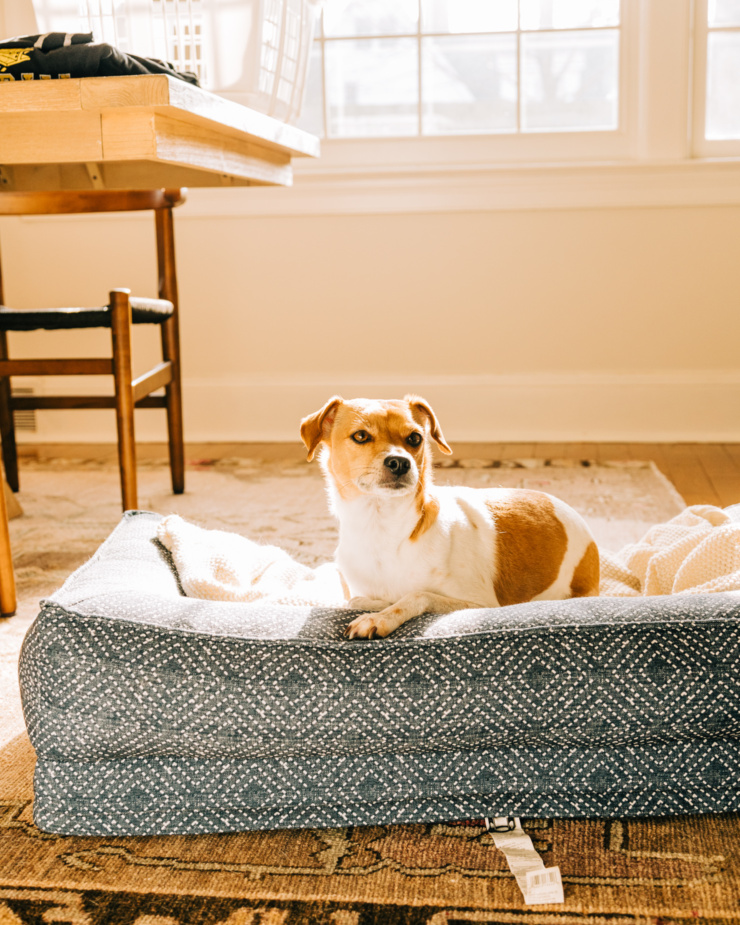 A small dog is sitting in a dog bed looking up. The dog is backlit from sun pouring into a window. A dining room chair and table are seen nearby.