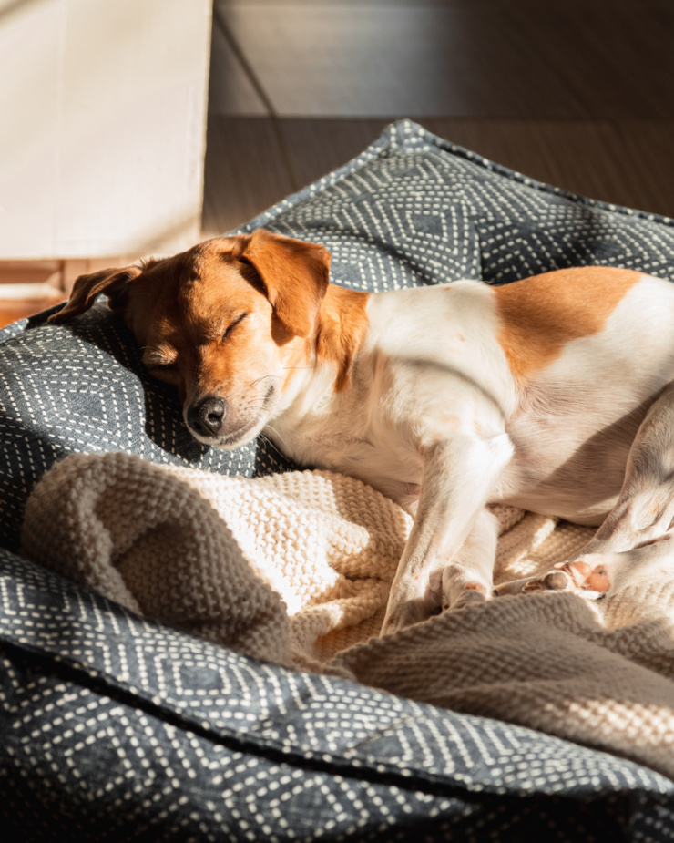 A small dog is seen laying in a comfy dog bed with a blanket. The dog has short orange and white fur and is sleeping peacefully in a sunbeam.