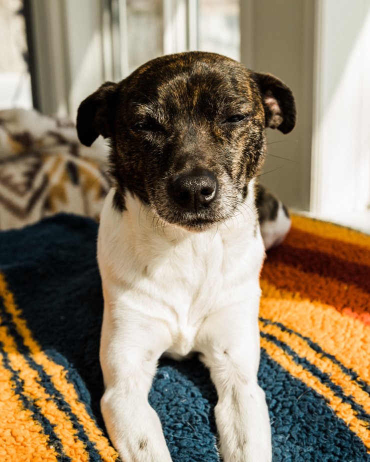 A head on shot of a dog slowly falling asleep in a sunny spot on top of a striped blanket. The dog's face is brindle coloured and the chest/legs/paws are white.