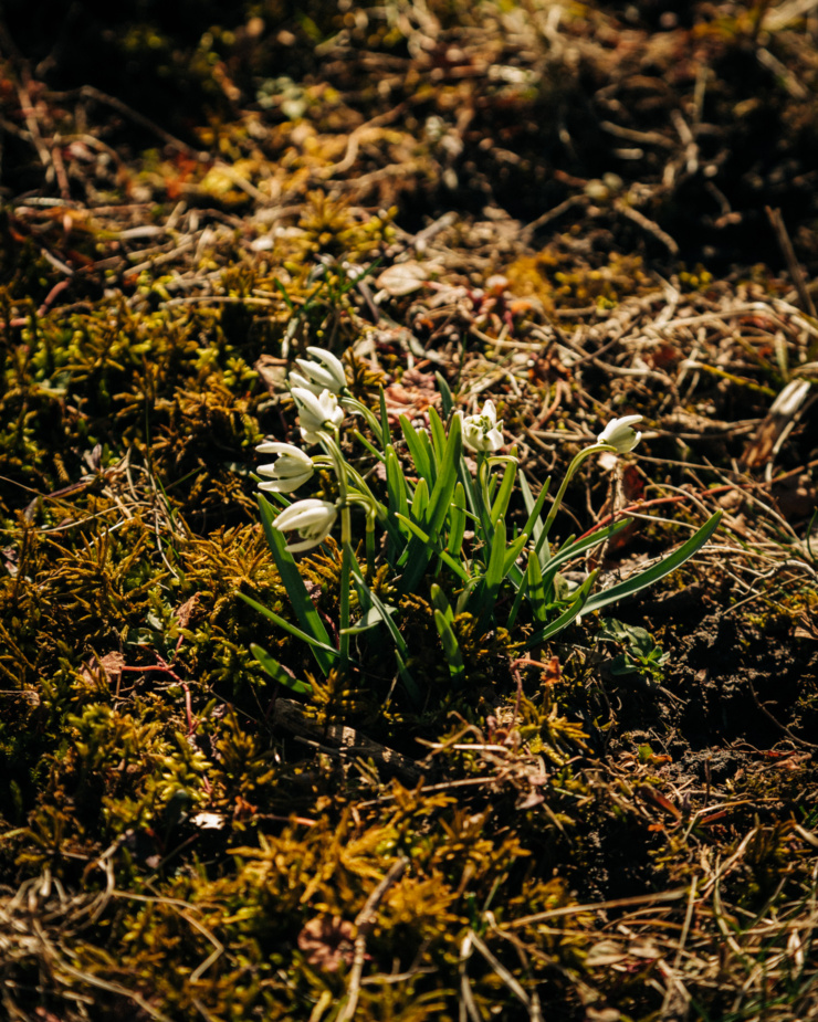 A 3/4 angle shot shows a clump of snowdrops growing out of rough grass and moss in full sunlight.