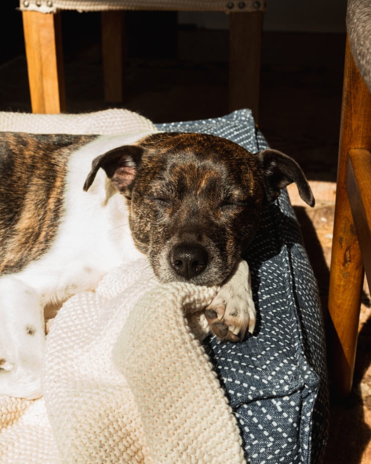 A brindle and white short-haired dog is seen taking a nap in a dog bed positioned directly in a beam of sunlight.
