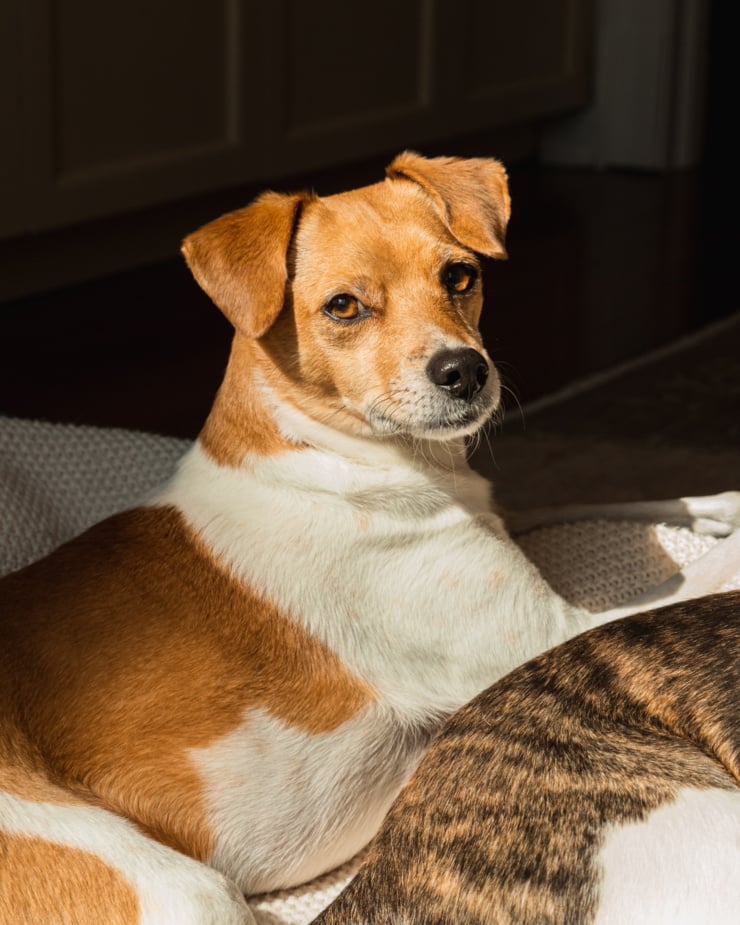 A short haired dog with rusty orange and white fur is sitting up slightly on a blanket in direct sunlight. The dog is looking straight at the camera with lowered, relaxed ears.