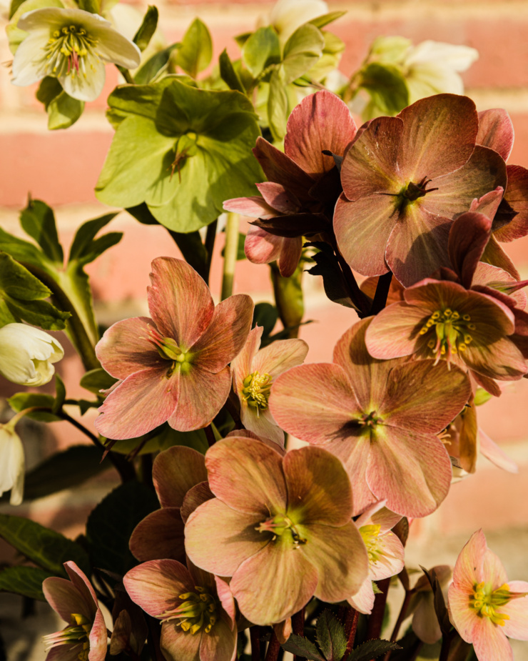 An up close shot of hellebores flowers in both terracotta/pink and lime green colours.