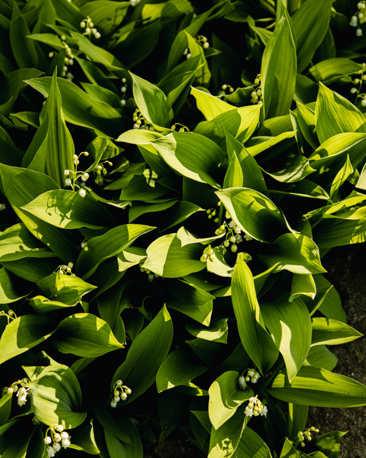 An overhead shot shows a dense planting of blooming lily of the valley in harsh sunlight and shadows.