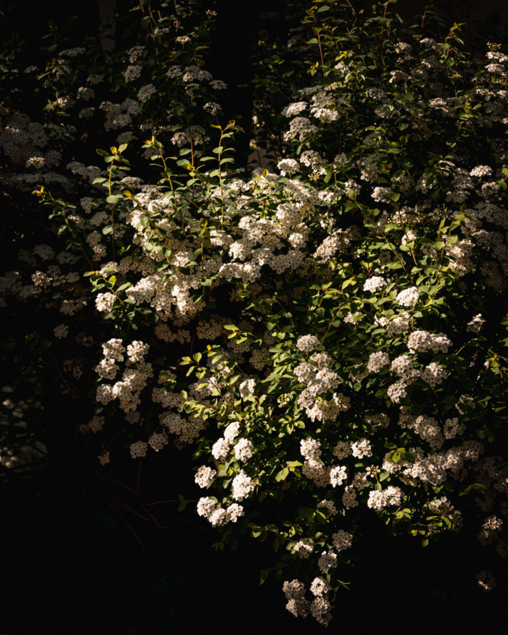 An up close shot shows a shrub with small white flowers in harsh shadows and evening light.