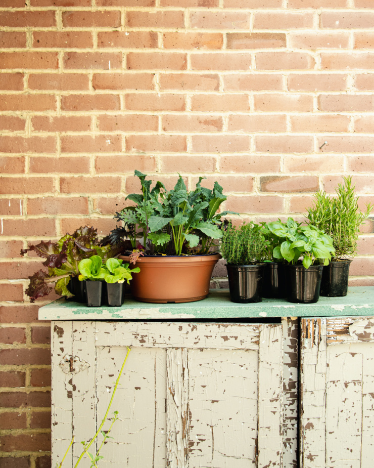 A head-on shot shows a weathered wood cabinet against a brick wall with a variety of vegetable and herb plants set on top.