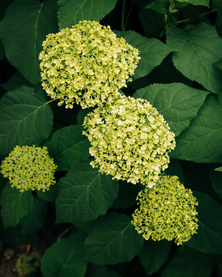 An overhead shot of lime green Annabelle hydrangea flowers captured on a cloudy day.