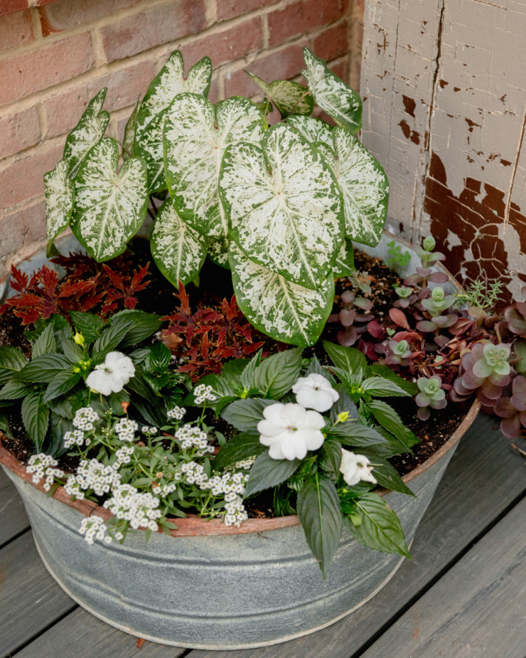 A 3/4 angle shot shows a planter in a galvanized metal container with: calladium, lobularia, coleus, new guinea impatiens, and a small leafed variety of sedum spilling over the edge. The photo was taken at dusk.