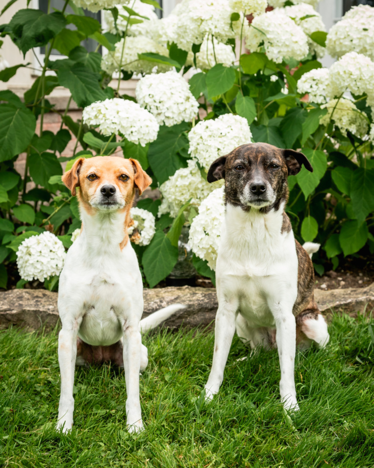 A head-on shot shows two dogs sitting on grass in front of some hydrangea bushes with white flowers. One dog is a reddish brown and white whippet chihuahua mix and the other is a brindle and white Jack Russell-hound mix.
