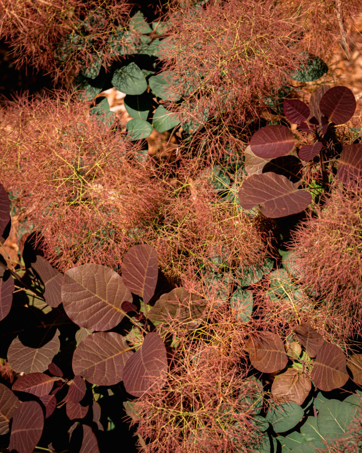 An overhead shot shows the leaves a feathery plumes of a burgundy smoke bush in direct sunlight.
