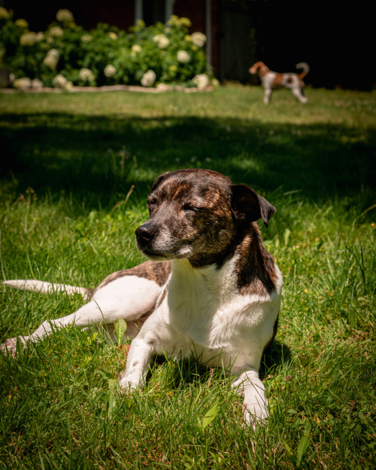 A jack russell and hound mix dog is seen lounging in some grass in full sun. A hedge of hydrangeas and another dog can be seen in the background.