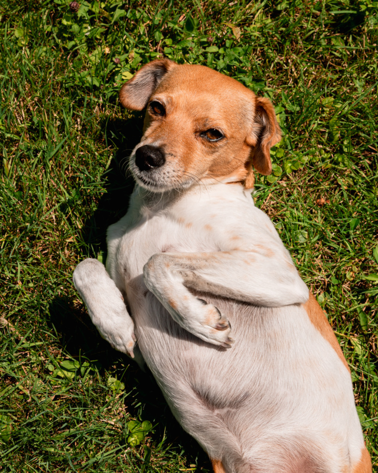 A small whippet-chihuahua mix dog is seen laying on some grass, paws up and looking right at the camera.
