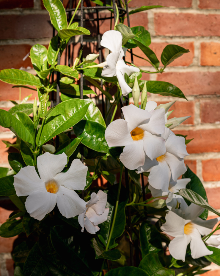 A head-on shot shows a white flowered mandevilla plant climbing up a metal obelisk against a red brick background. The plant is shown in bright morning sunlight.