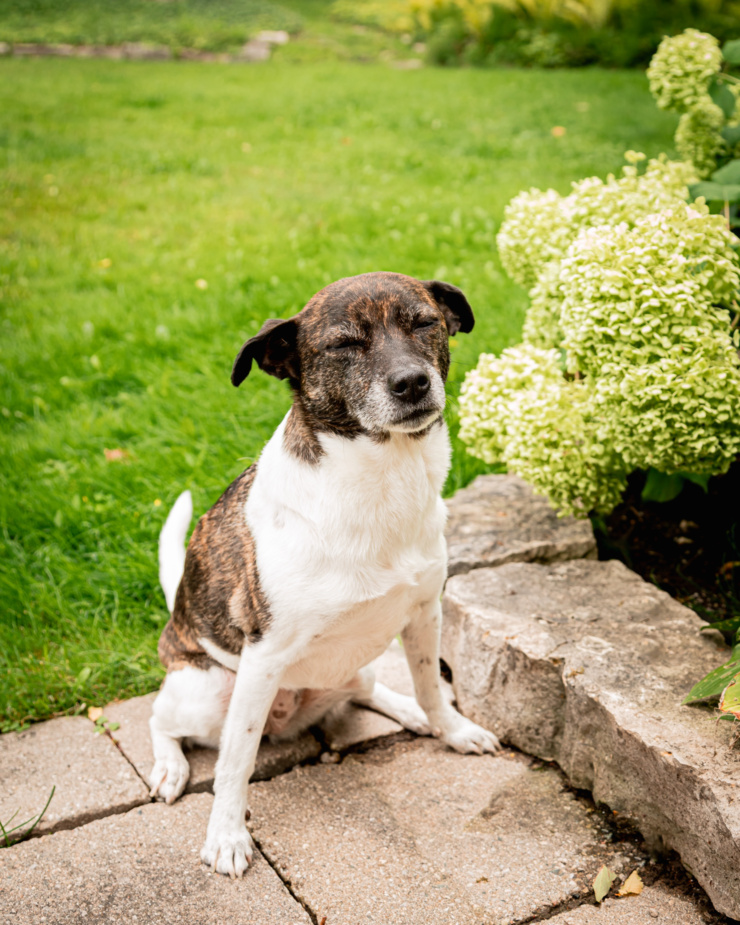 A dog is seen sitting on a stone patio with grass in the background. The dog is brindle and white and small-medium sized. Her eyes are closed.