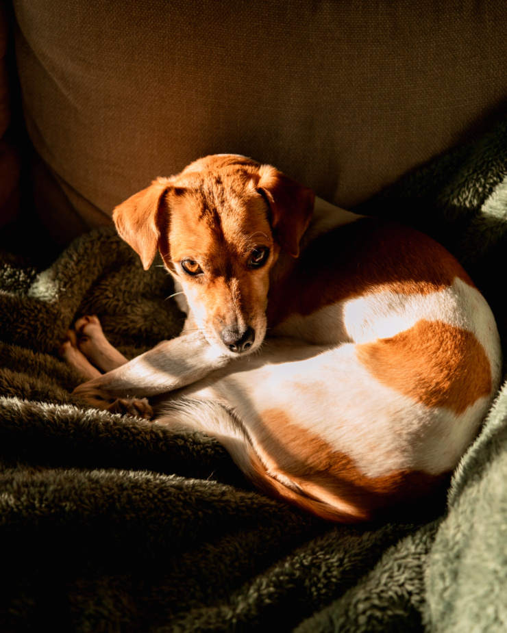 A head-on shot shows a small dog curled up on a fuzzy blanket on the sofa.