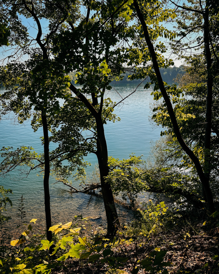 A landscape-style shot shows trees along a lake's edge. the water is clear and beautiful by the shore.