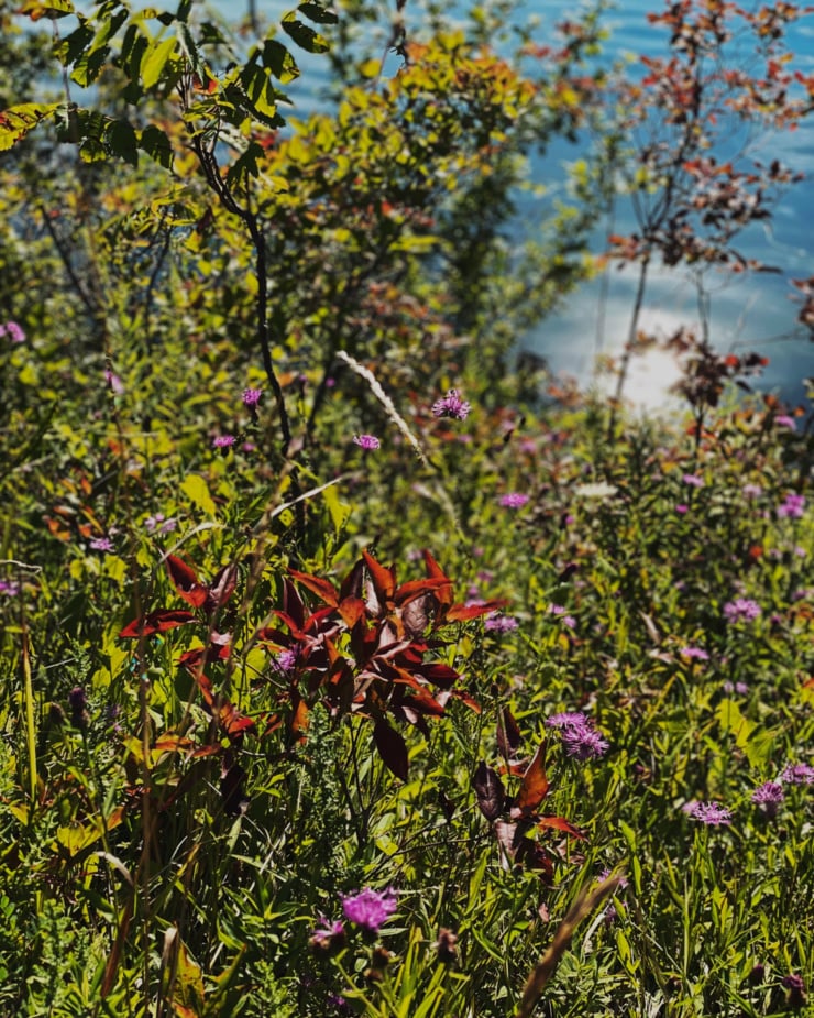 A 3/4 angle shot shows a bunch of wild plants and flowers next to a river in direct sunlight.