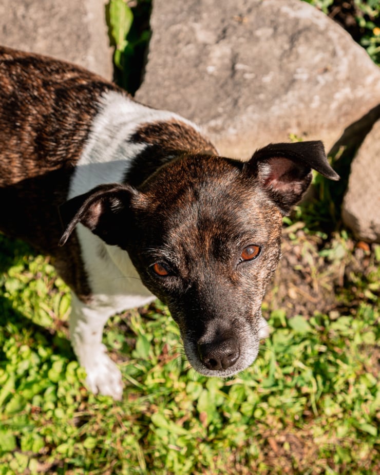 An overhead shot shows a brindle and white terrier mix dog looking up at the camera in full sunlight.