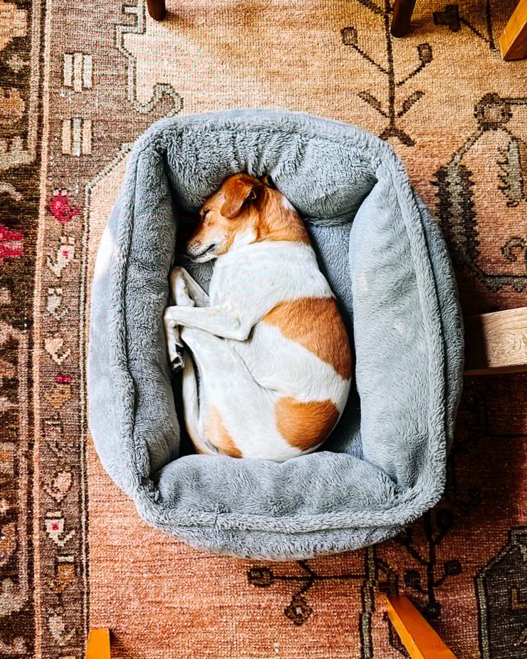 An overhead shot shows a small-medium chihuahua mix dog laying down in a dog bed on top of a patterned rug.