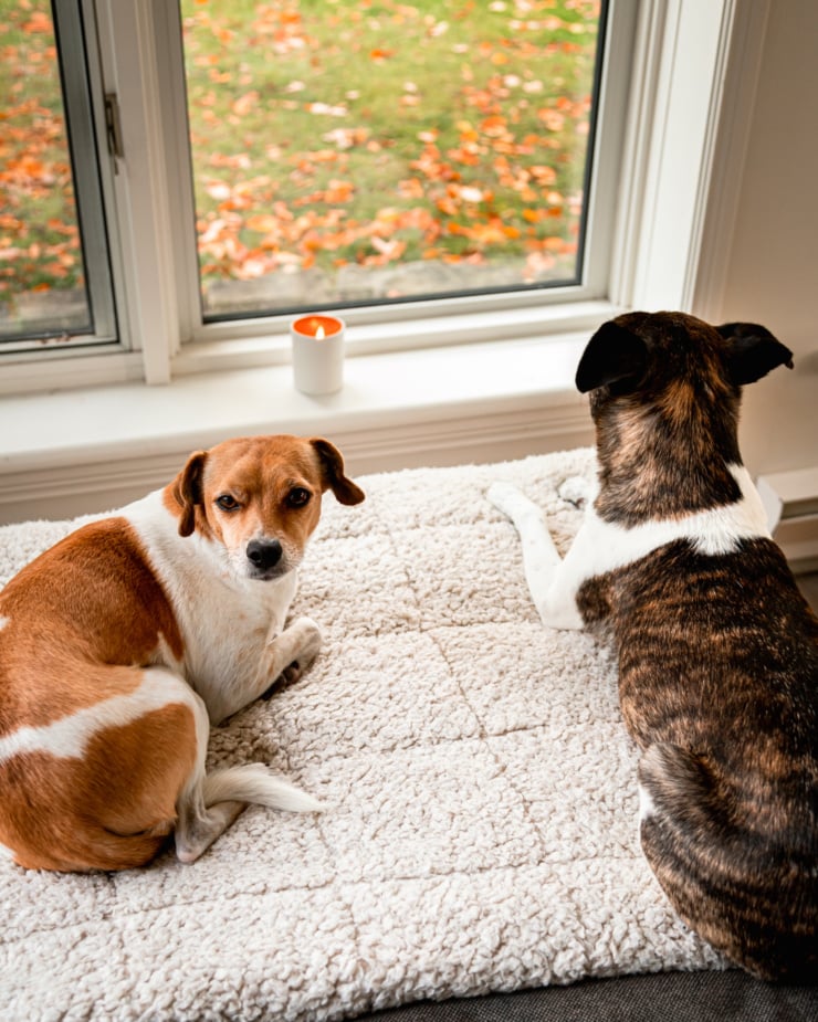 A slight 3/4 angle image shows two dogs sitting on a blanket at the edge of a chair. One is looking out the window and the other is looking into the camera.