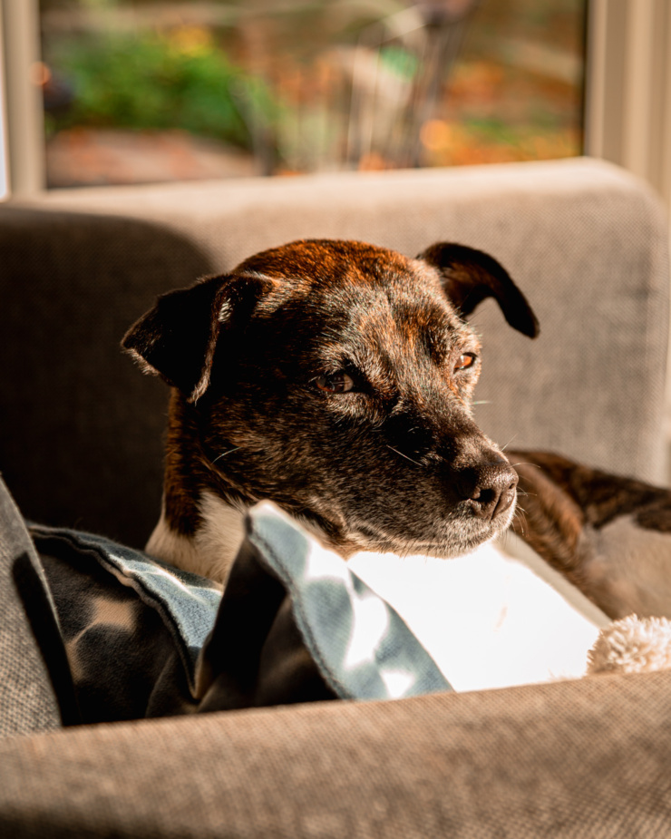 A head-on shot shows a dog resting in a chair in direct sunlight. The dog is looking at the camera.