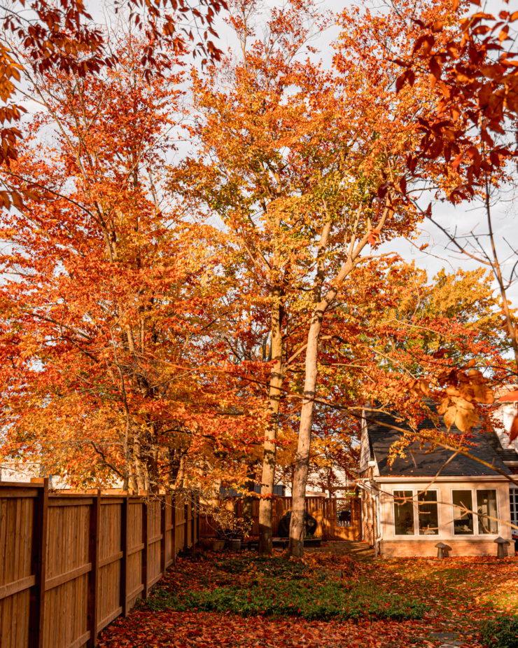 A wide shot shows a backyard with lots of trees with red and orange leaves.