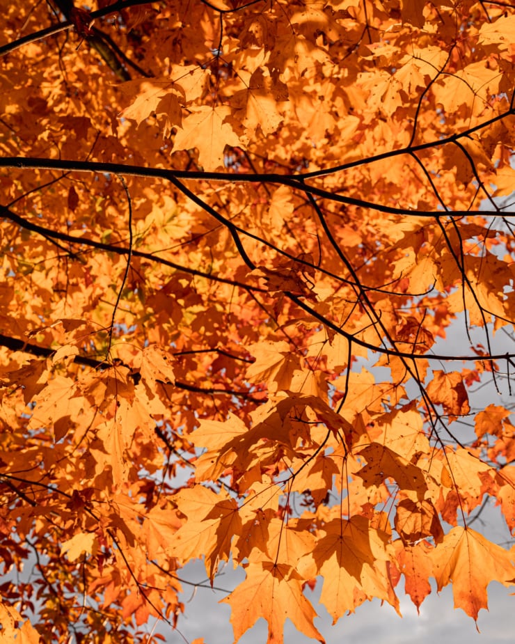 A shot angled upward shows slightly translucent orange maple leaves against a bright sunny sky. They appear to be glowing.