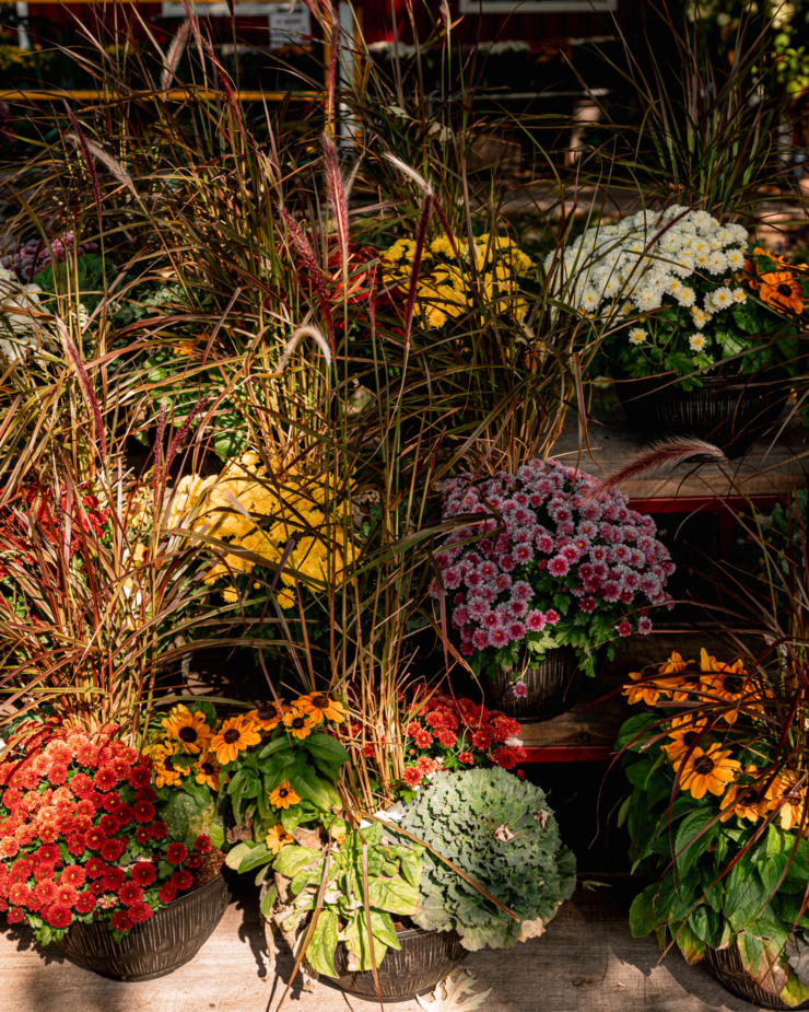 A head-on shot shows a display of fall planters on risers outside.