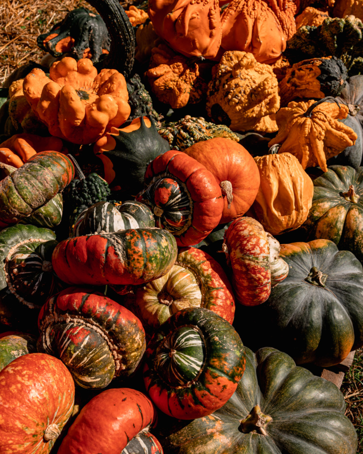 An overhead shot shows a bunch of squash and gourds piled up on top of each other in direct sunlight.
