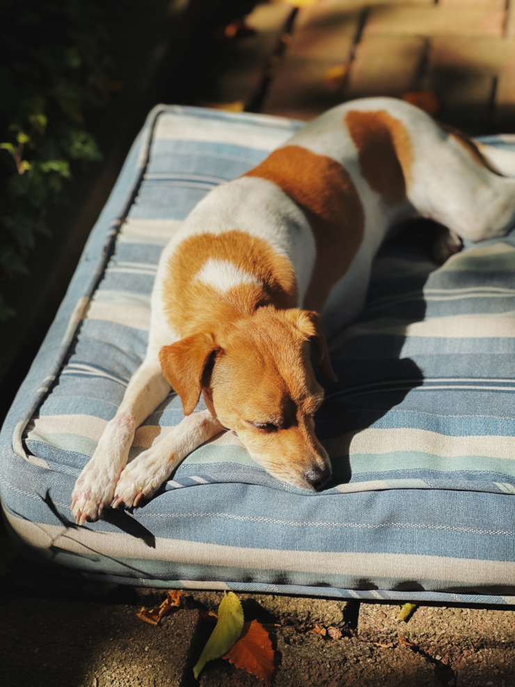 An overhead shot shows a whippet chihuahua mix dog sleeping on a patio cushion outside in shadowy but direct light.