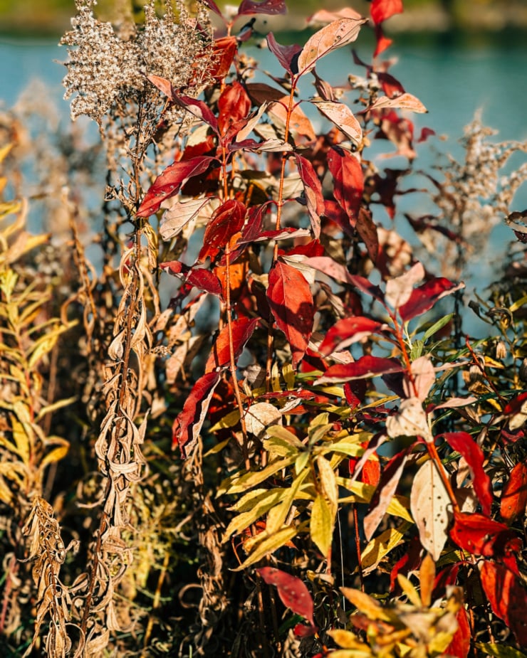 An up close, head-on shot shows a mix of wild plants on the side of a path. They are beginning to die off and change colour for Fall/Winter.