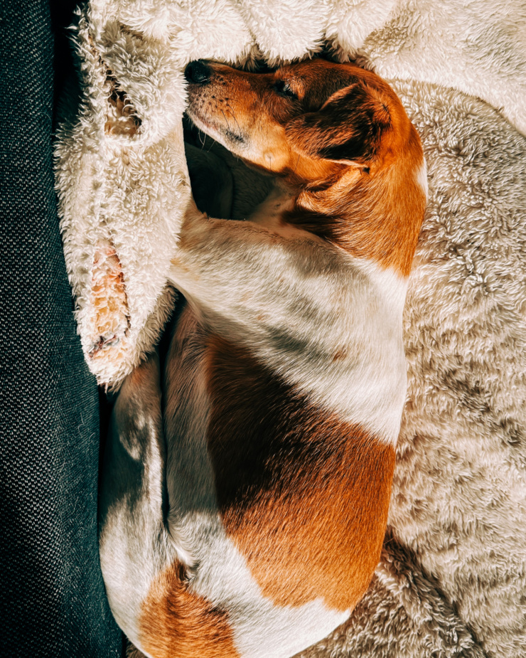 An overhead shot shows a chihuahua whippet mix dog sleeping on a blanket in the sun.