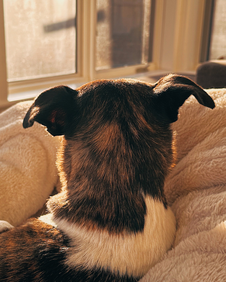 An up close shot shows the back of a brindle and white dog's head. The dog is looking out a window, directly into the sun.