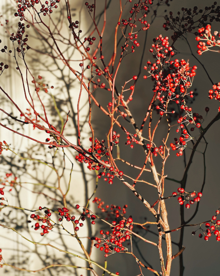 A head on shot shows rose hip branches in direct sunlight with heavy shadows.