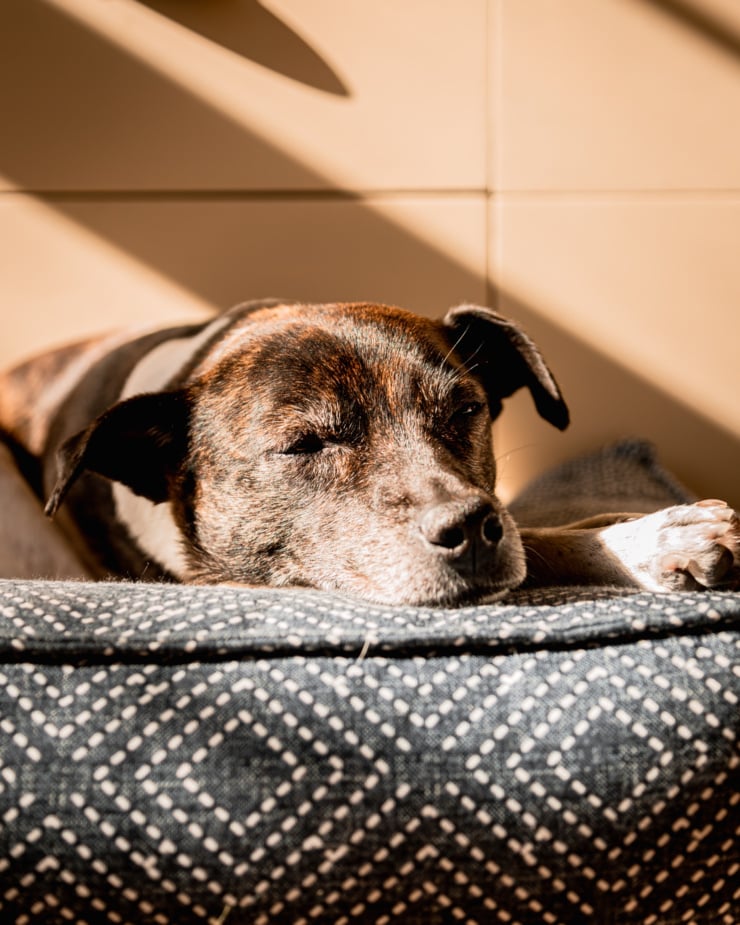 An up close, head-on shot shows a jack russell/hound mix dog sleeping in the sun with their head resting on the edge of a dog bed.