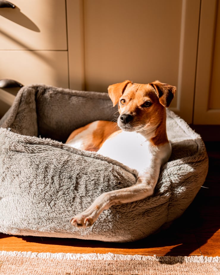 A head-on shot shows a whippet chihuahua mix dog lounging in a dog bed in the sun. Her paw is sticking out of the bed.