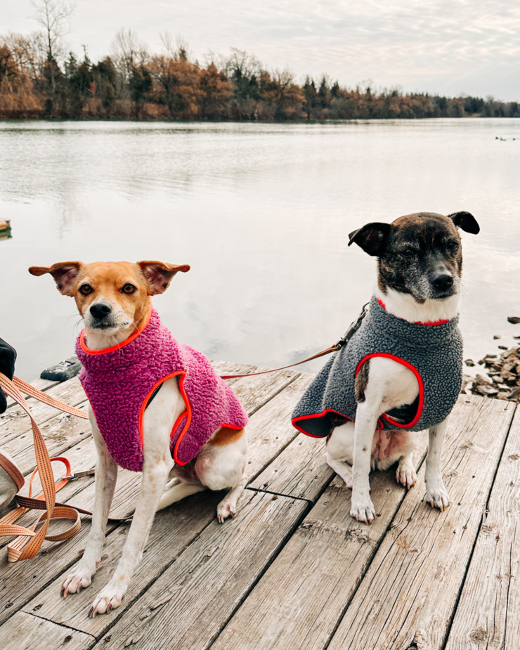A head-on shot shows two dogs in fleece jackets in the edge of a dock by a river.
