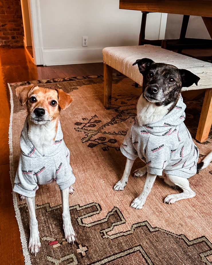 A head-on shot shows two dogs sitting on a Turkish rug. Both dogs are wearing little grey sweatshirts.
