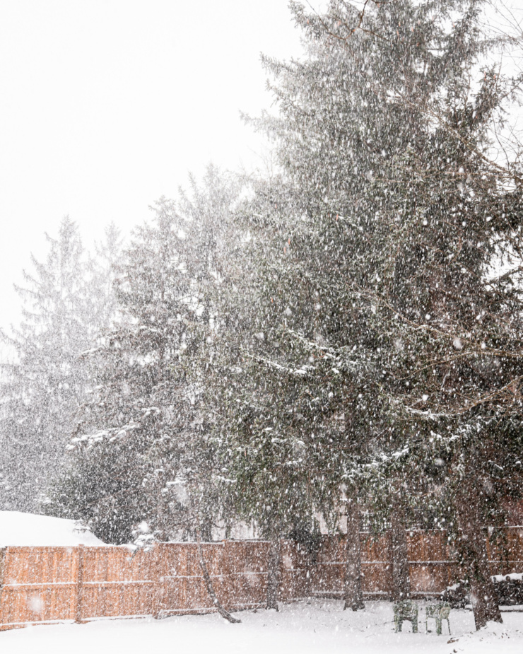 A head-on shot shows heavy snow falling in a backyard with pine trees.