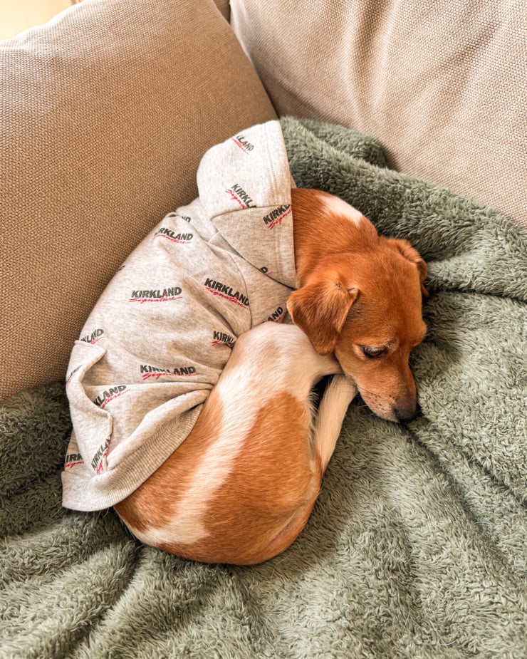An overhead shot shows a chihuahua whippet mix dog curled up in a sleeping position on a blanket. She is wearing a Kirkland Signature hooded sweatshirt for dogs.